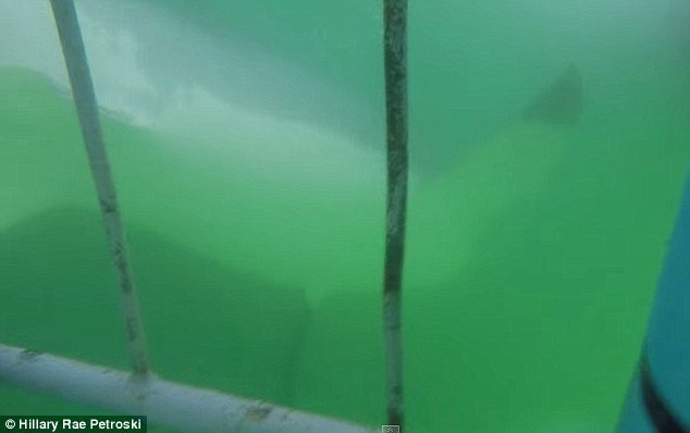 Λευκός καρχαρίας προσπαθεί να φάει δύτη σε κλουβί: Καρέ καρέ η στιγμή της επίθεσης [βίντεο] | iefimerida.gr 4