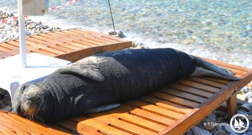 Αργυρώ, η φώκια της Σάμου: Ξαπλώνει σε ξαπλώστρες, κοιμάται στα χαλάκια στις πόρτες [εικόνες] | iefimerida.gr 2