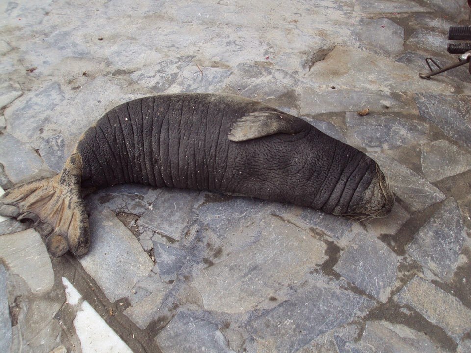 Αργυρώ, η φώκια της Σάμου: Ξαπλώνει σε ξαπλώστρες, κοιμάται στα χαλάκια στις πόρτες [εικόνες] | iefimerida.gr 8