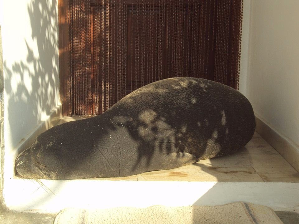 Αργυρώ, η φώκια της Σάμου: Ξαπλώνει σε ξαπλώστρες, κοιμάται στα χαλάκια στις πόρτες [εικόνες] | iefimerida.gr 7