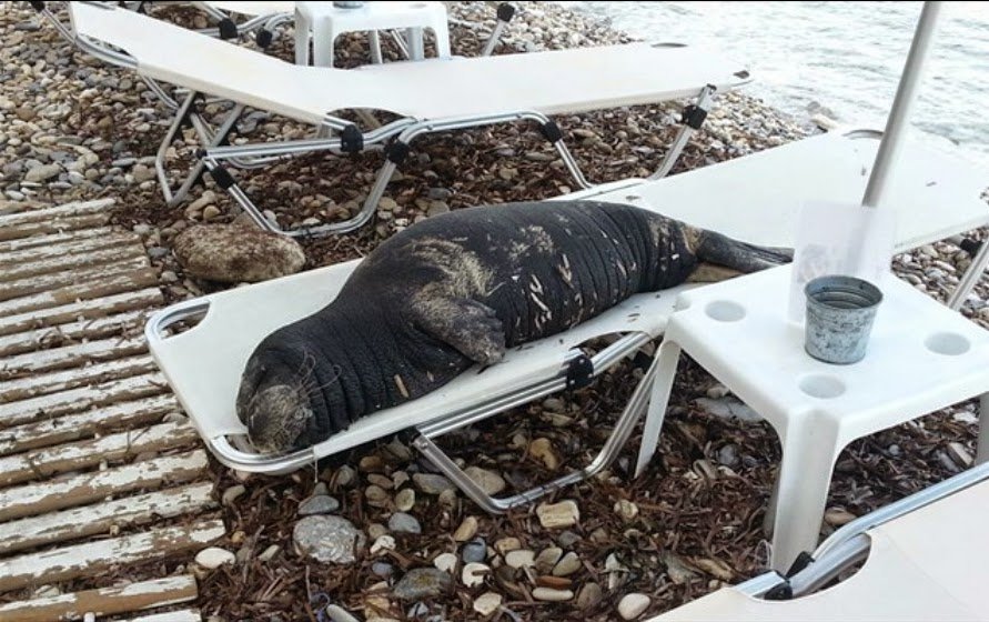 Αργυρώ, η φώκια της Σάμου: Ξαπλώνει σε ξαπλώστρες, κοιμάται στα χαλάκια στις πόρτες [εικόνες] | iefimerida.gr 3