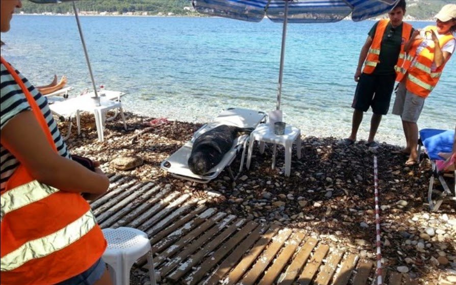 Αργυρώ, η φώκια της Σάμου: Ξαπλώνει σε ξαπλώστρες, κοιμάται στα χαλάκια στις πόρτες [εικόνες] | iefimerida.gr 4