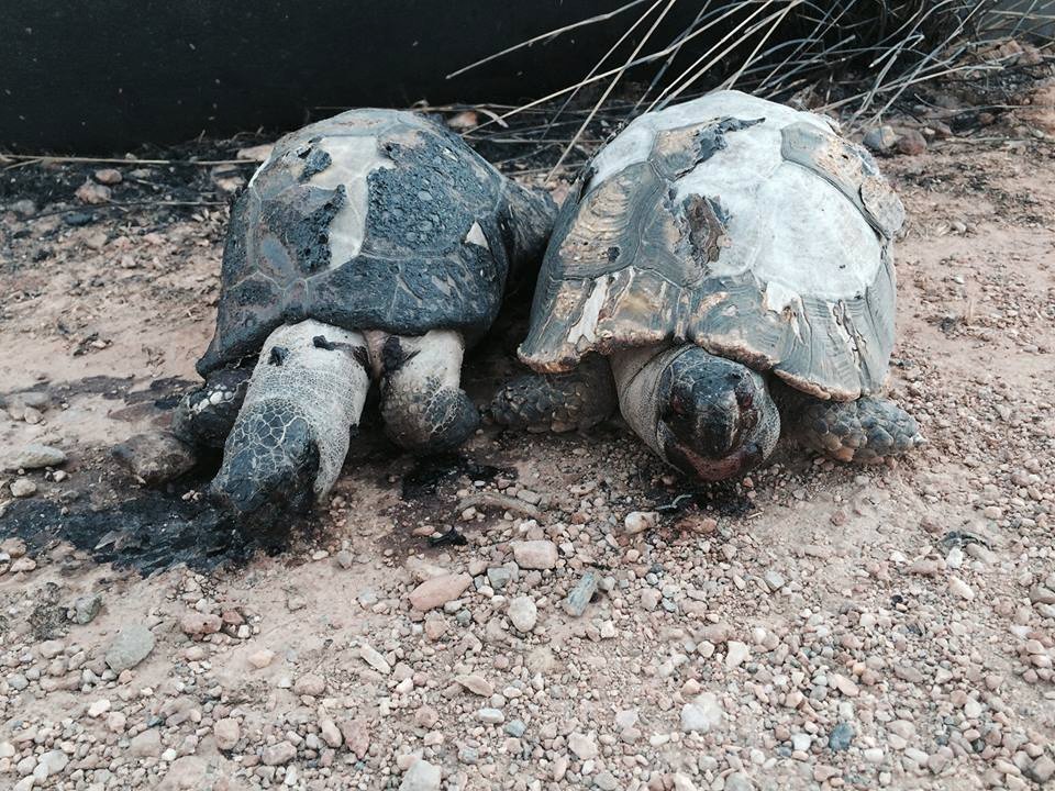 Μια συγκινητική πρωτοβουλία: Βάζουν νερό και τροφή για τα ζώα που επέζησαν από τη πυρκαγιά στον Υμηττό [εικόνες]  | iefimerida.gr 2