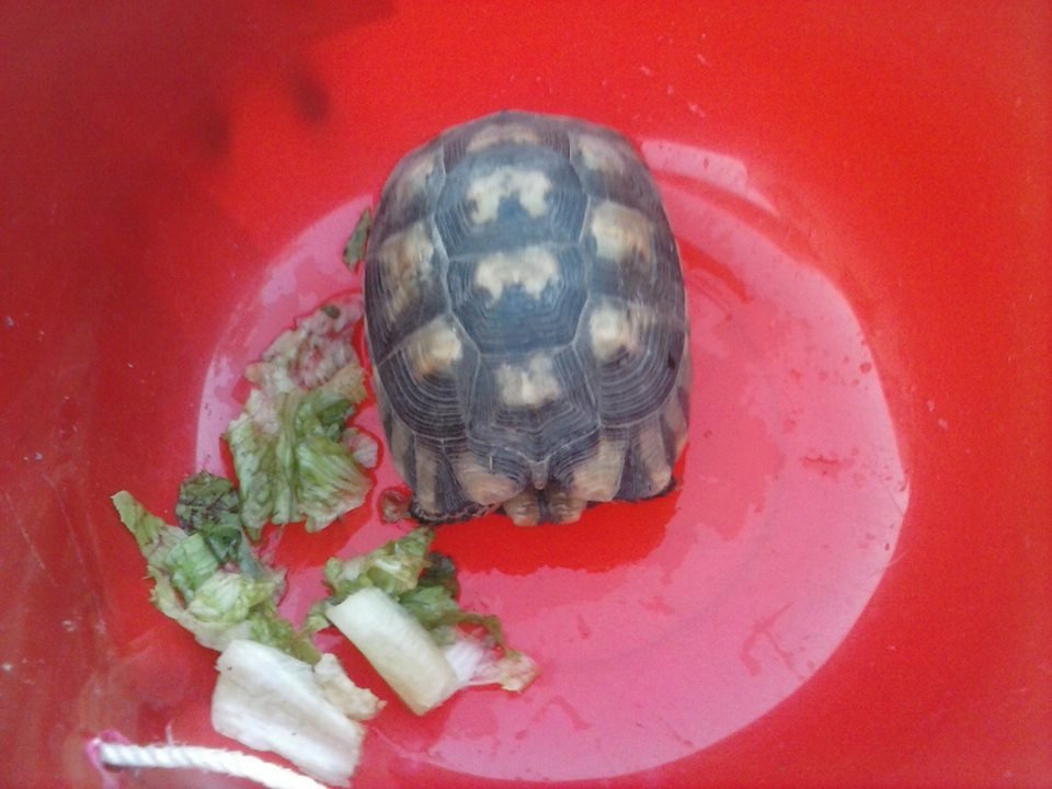 Μια συγκινητική πρωτοβουλία: Βάζουν νερό και τροφή για τα ζώα που επέζησαν από τη πυρκαγιά στον Υμηττό [εικόνες]  | iefimerida.gr 3