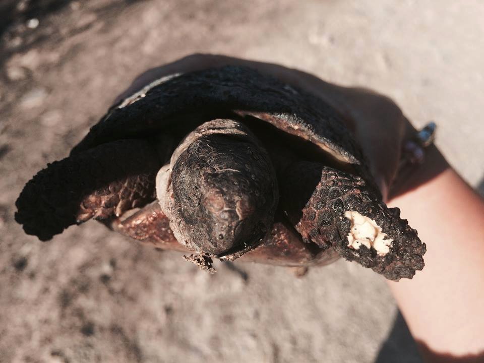 Μια συγκινητική πρωτοβουλία: Βάζουν νερό και τροφή για τα ζώα που επέζησαν από τη πυρκαγιά στον Υμηττό [εικόνες]  | iefimerida.gr 6