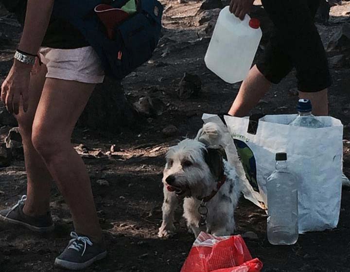 Μια συγκινητική πρωτοβουλία: Βάζουν νερό και τροφή για τα ζώα που επέζησαν από τη πυρκαγιά στον Υμηττό [εικόνες]  | iefimerida.gr 0