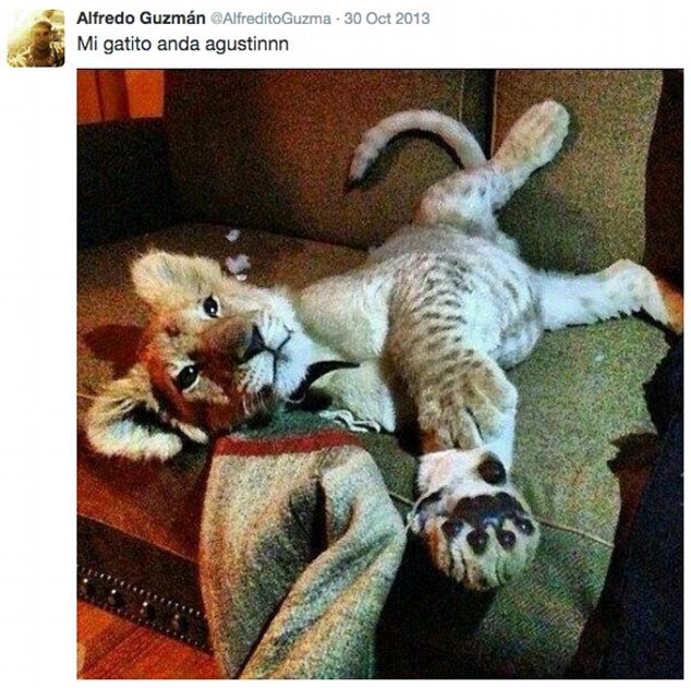 Πανάκριβα αυτοκίνητα, όπλα και λιοντάρια για κατοικίδια -Η χλιδάτη ζωή των πλούσιων παιδιών του καρτέλ ναρκωτικών [εικόνες] | iefimerida.gr 10