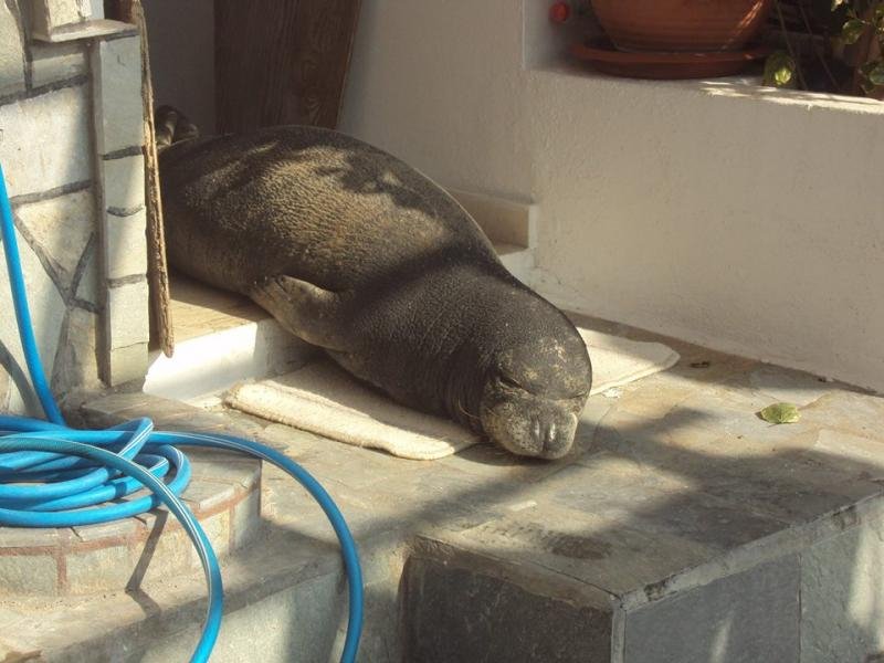 Αργυρώ, η φώκια της Σάμου: Ξαπλώνει σε ξαπλώστρες, κοιμάται στα χαλάκια στις πόρτες [εικόνες] | iefimerida.gr 6