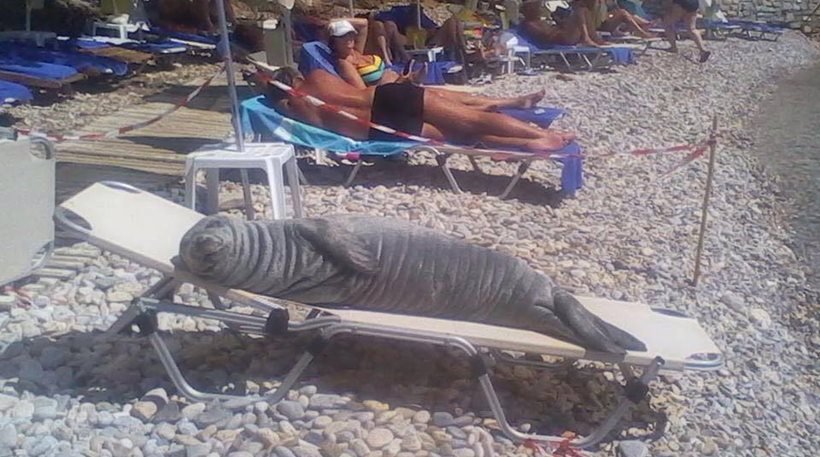 Αργυρώ, η φώκια της Σάμου: Ξαπλώνει σε ξαπλώστρες, κοιμάται στα χαλάκια στις πόρτες [εικόνες] | iefimerida.gr 1