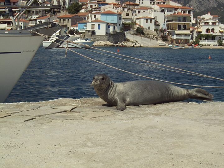 Αργυρώ, η φώκια της Σάμου: Ξαπλώνει σε ξαπλώστρες, κοιμάται στα χαλάκια στις πόρτες [εικόνες] | iefimerida.gr 5