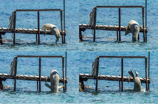 Αργυρώ, η φώκια της Σάμου: Ξαπλώνει σε ξαπλώστρες, κοιμάται στα χαλάκια στις πόρτες [εικόνες] | iefimerida.gr 9