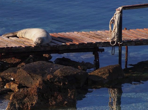 Αργυρώ, η φώκια της Σάμου: Ξαπλώνει σε ξαπλώστρες, κοιμάται στα χαλάκια στις πόρτες [εικόνες] | iefimerida.gr 0