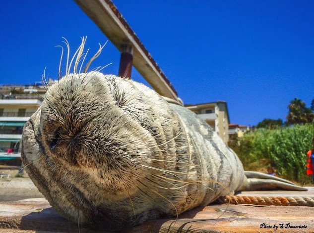 Αργυρώ, η φώκια της Σάμου: Ξαπλώνει σε ξαπλώστρες, κοιμάται στα χαλάκια στις πόρτες [εικόνες] | iefimerida.gr 11