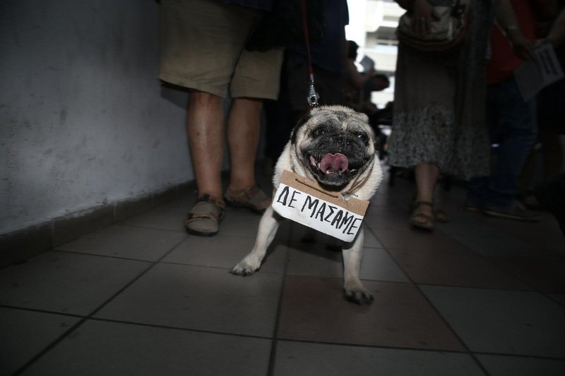Ο σκύλος που έκλεψε την παράσταση στην εκδήλωση Λαφαζάνη [εικόνα] | iefimerida.gr 0