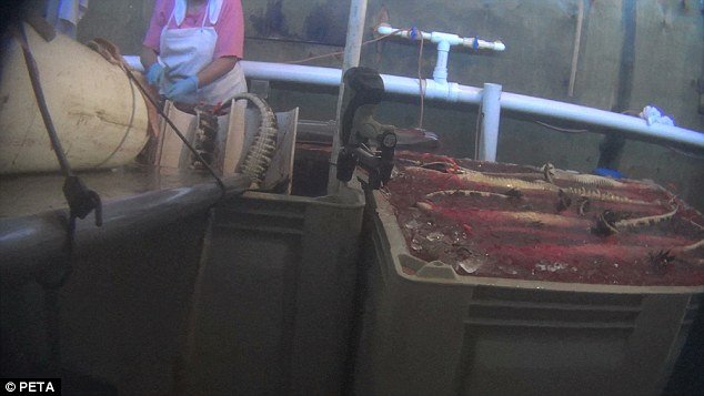 Σοκ με βίντεο από φάρμα κροκοδείλων -Ετσι τους σκοτώνουν για να τους κάνουν παπούτσια και τσάντες [εικόνες & βίντεο] | iefimerida.gr 2