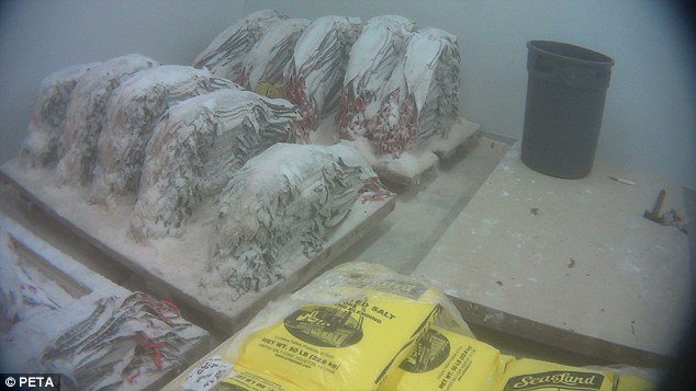 Σοκ με βίντεο από φάρμα κροκοδείλων -Ετσι τους σκοτώνουν για να τους κάνουν παπούτσια και τσάντες [εικόνες & βίντεο] | iefimerida.gr 4