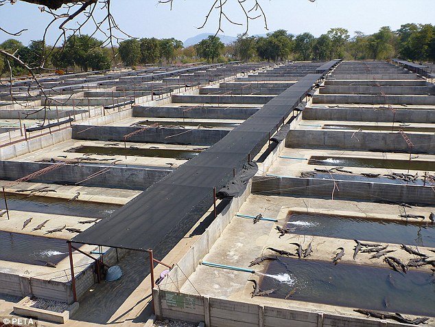 Σοκ με βίντεο από φάρμα κροκοδείλων -Ετσι τους σκοτώνουν για να τους κάνουν παπούτσια και τσάντες [εικόνες & βίντεο] | iefimerida.gr 0