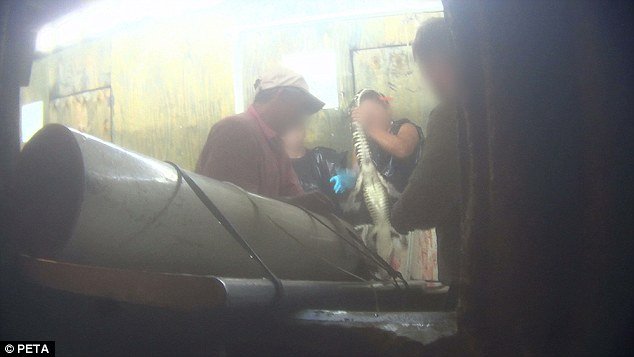 Σοκ με βίντεο από φάρμα κροκοδείλων -Ετσι τους σκοτώνουν για να τους κάνουν παπούτσια και τσάντες [εικόνες & βίντεο] | iefimerida.gr 3