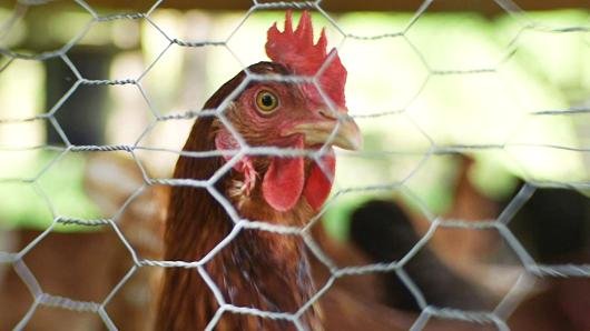 Μόνο στις ΗΠΑ: Νοικιάζουν κότες προς 360 ευρώ για να έχουν φρέσκα αυγά [εικόνες & βίντεο] | iefimerida.gr 0