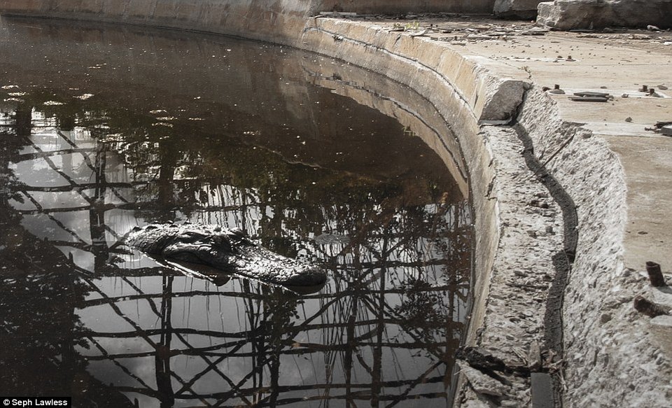 Λούνα παρκ για αλιγάτορες: Εγκαταλελειμμένο θεματικό πάρκο στη Νέα Ορλεάνη έγινε φωλιά ερπετών [εικόνες] | iefimerida.gr 2