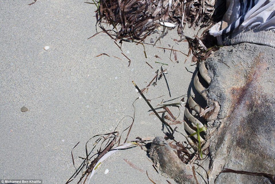 Γροθιά στο στομάχι: Νεκρά σώματα μεταναστών ξεβράζονται στην ακτή [πολύ σκληρές εικόνες] | iefimerida.gr 6