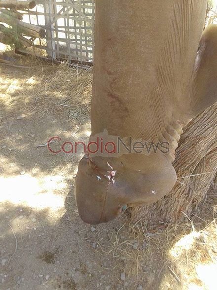 Απίστευτη ψαριά: Καρχαρία τριών μέτρων έπιασαν ψαράδες στην Κρήτη [εικόνες] | iefimerida.gr 3