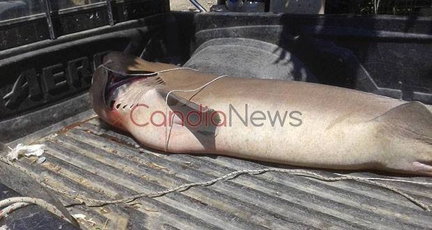 Απίστευτη ψαριά: Καρχαρία τριών μέτρων έπιασαν ψαράδες στην Κρήτη [εικόνες] | iefimerida.gr 0