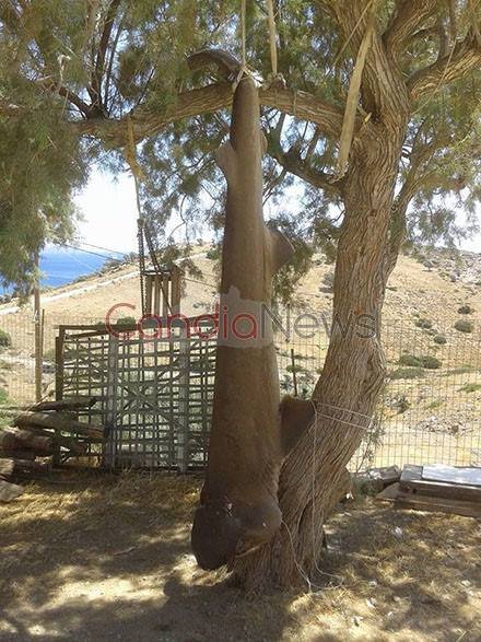 Απίστευτη ψαριά: Καρχαρία τριών μέτρων έπιασαν ψαράδες στην Κρήτη [εικόνες] | iefimerida.gr 2