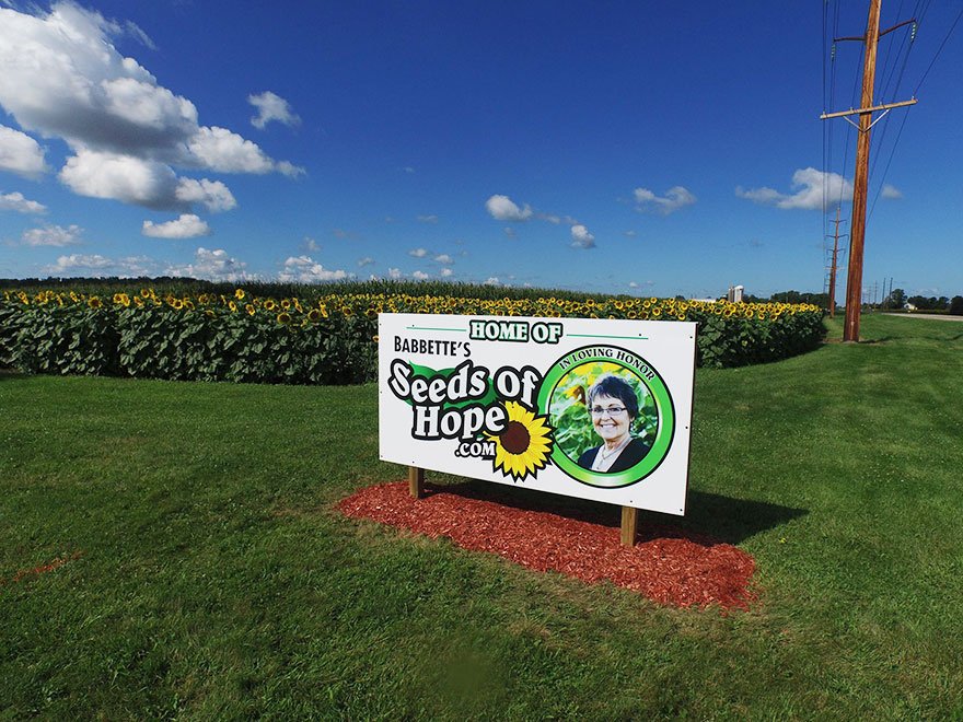 Συγκινητικό: Ηλικιωμένος φύτεψε 400 στρέμματα ηλιοτρόπια για να τιμήσει τη γυναίκα του που έφυγε από καρκίνο [εικόνες] | iefimerida.gr 1