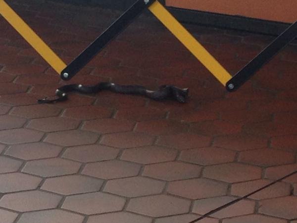 Η άγρια φύση στο μετρό της Ουάσινγκτον -Εμφανίστηκε φίδι και έφαγε ένα πουλί [εικόνα] | iefimerida.gr 0