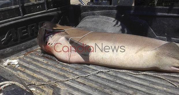 Καρχαρία 3 μέτρων έπιασαν οι ψαράδες στην Κρήτη [εικόνες]  | iefimerida.gr 0