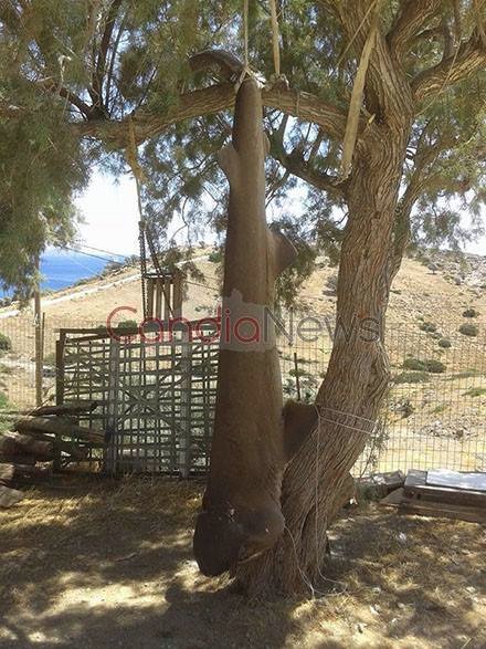 Καρχαρία 3 μέτρων έπιασαν οι ψαράδες στην Κρήτη [εικόνες]  | iefimerida.gr 1