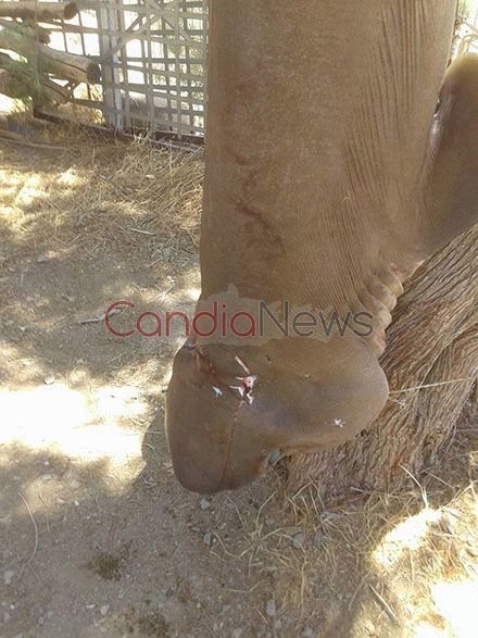 Καρχαρία 3 μέτρων έπιασαν οι ψαράδες στην Κρήτη [εικόνες]  | iefimerida.gr 2