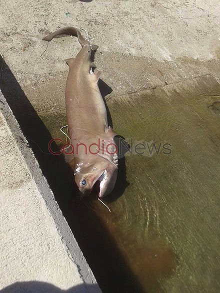 Καρχαρία 3 μέτρων έπιασαν οι ψαράδες στην Κρήτη [εικόνες]  | iefimerida.gr 3