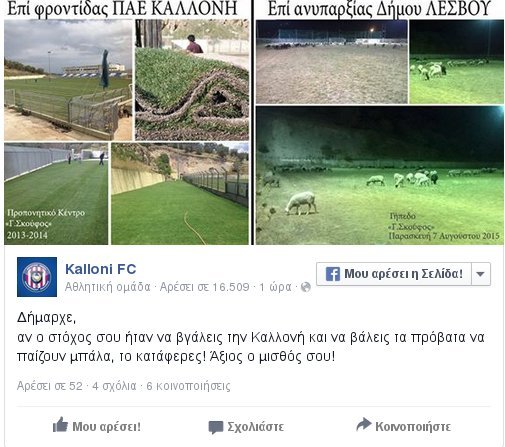 Απίστευτο κι όμως αληθινό - Πρόβατα βόσκουν στο προπονητικό κέντρο της Καλλονής [εικόνες] | iefimerida.gr 0