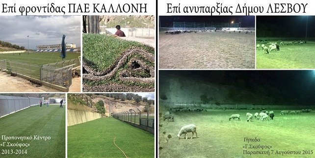 Απίστευτο κι όμως αληθινό - Πρόβατα βόσκουν στο προπονητικό κέντρο της Καλλονής [εικόνες] | iefimerida.gr 1