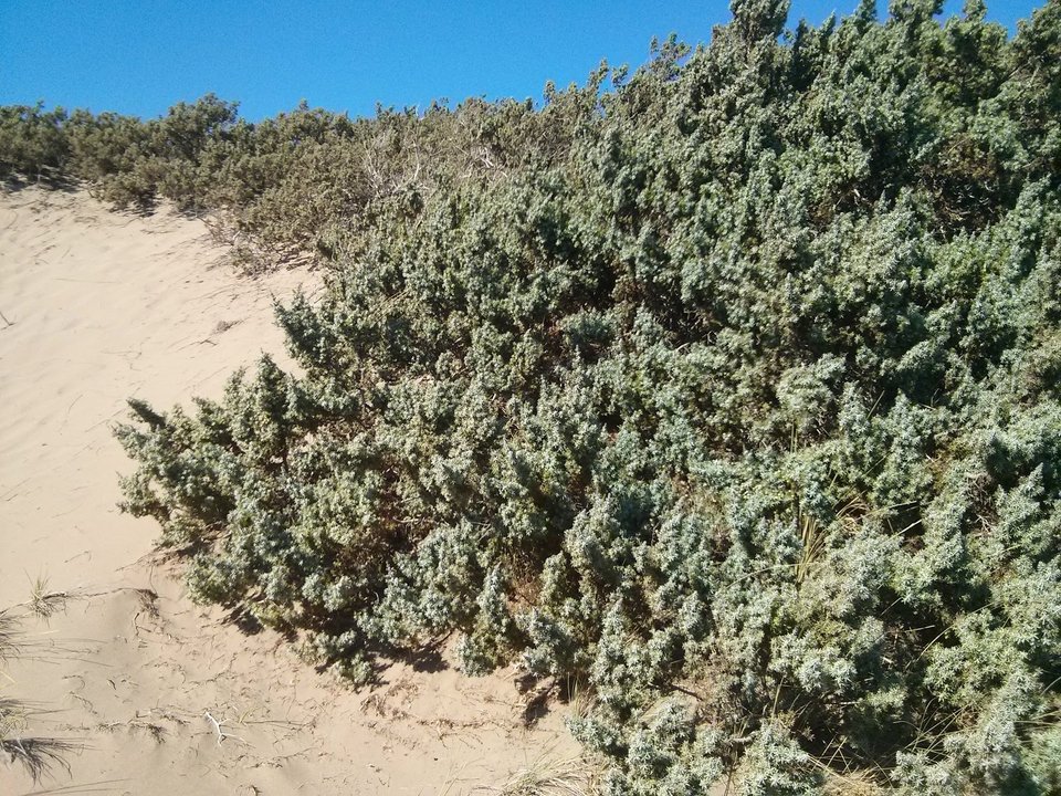 Αμμόλοφοι και κρυστάλλινα νερά -Η κρυφή παραλία στο τέλος ενός χωματόδρομου στη Ρόδο που θυμίζει... Αφρική [εικόνες & βίντεο] | iefimerida.gr 2