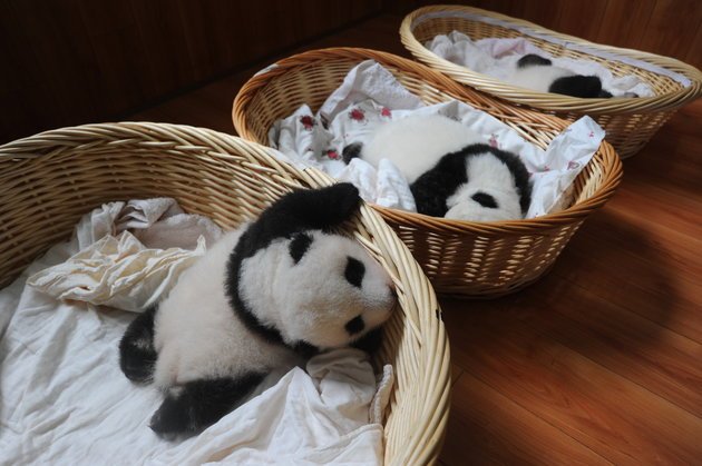 Ελιωσε το Ιντερνετ -10 μικρά πάντα σε καλάθια, κάνουν σαν... μωρά [εικόνες] | iefimerida.gr 0