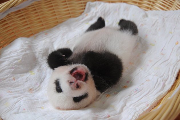 Ελιωσε το Ιντερνετ -10 μικρά πάντα σε καλάθια, κάνουν σαν... μωρά [εικόνες] | iefimerida.gr 4