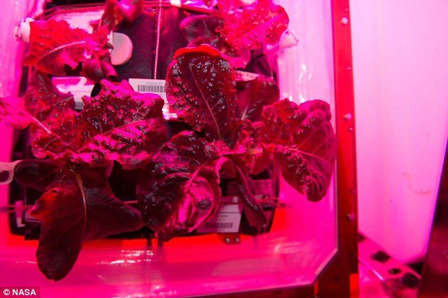 Διαστημικό μποστάνι: Οι αστροναύτες θα γευτούν την πρώτη σαλάτα που καλλιεργήθηκε εκτός Γης [εικόνες&βίντεο]  | iefimerida.gr 1