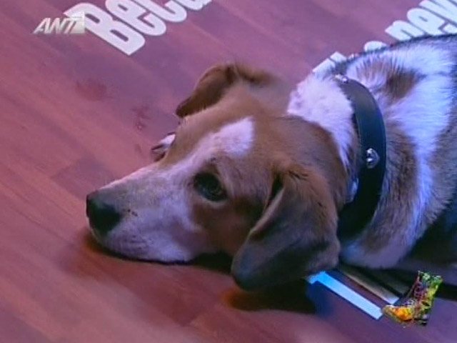 Πέθανε η «Σαρδέλα», ο σκύλος των «Ράδιο Αρβύλα» - Το συγκινητικό κείμενο παρουσιαστή της εκπομπής [εικόνες] | iefimerida.gr 2