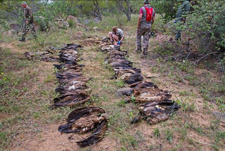 Πώς είναι να σε τρώνε τα όρνια: Σοκαριστικές λήψεις από κάμερα κρυμμένη σε κουφάρι ζώου [βίντεο] | iefimerida.gr 2