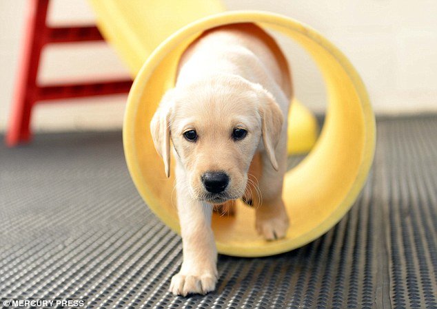 Στα άδυτα ενός σχολείου σκύλων: Πώς εκπαιδεύονται για να γίνουν οδηγοί τυφλών [εικόνες] | iefimerida.gr 1