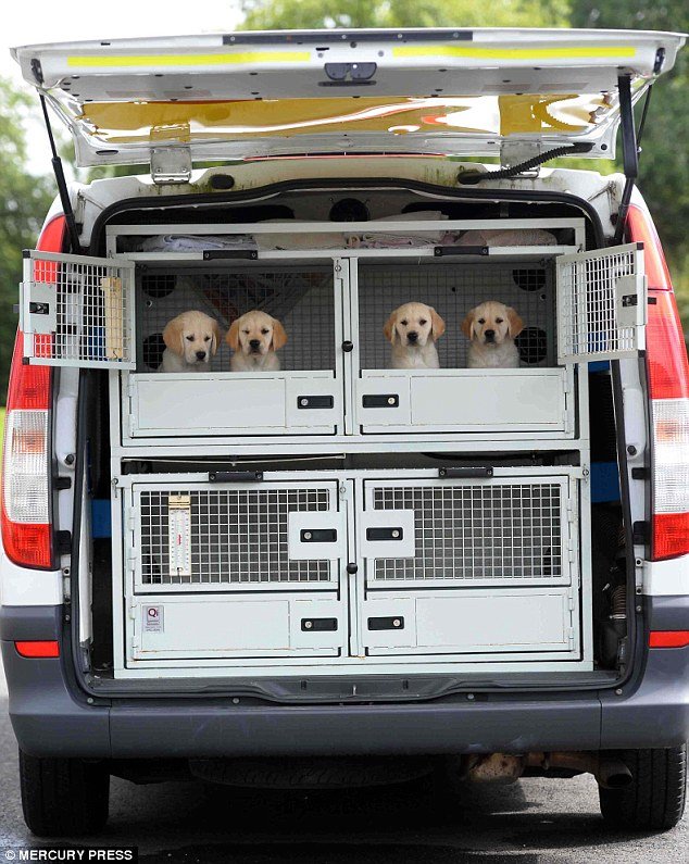 Στα άδυτα ενός σχολείου σκύλων: Πώς εκπαιδεύονται για να γίνουν οδηγοί τυφλών [εικόνες] | iefimerida.gr 2