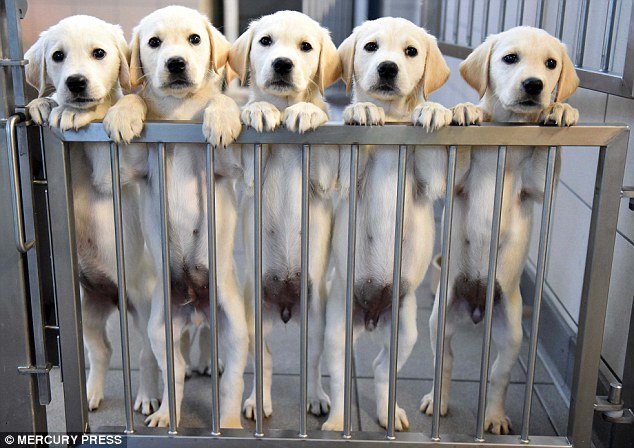 Στα άδυτα ενός σχολείου σκύλων: Πώς εκπαιδεύονται για να γίνουν οδηγοί τυφλών [εικόνες] | iefimerida.gr 3