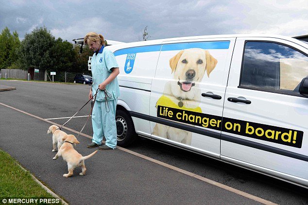 Στα άδυτα ενός σχολείου σκύλων: Πώς εκπαιδεύονται για να γίνουν οδηγοί τυφλών [εικόνες] | iefimerida.gr 4