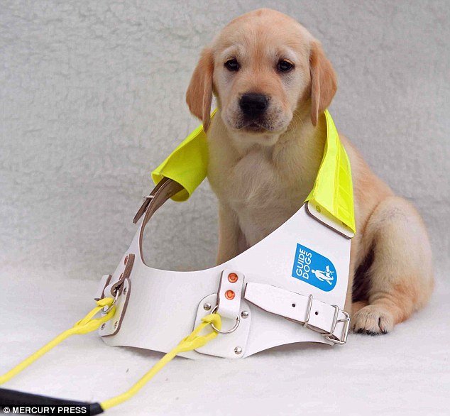 Στα άδυτα ενός σχολείου σκύλων: Πώς εκπαιδεύονται για να γίνουν οδηγοί τυφλών [εικόνες] | iefimerida.gr 5