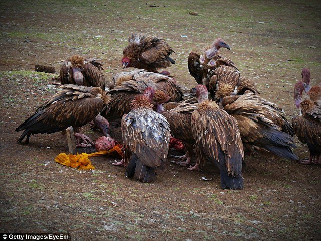 Πώς είναι να σε τρώνε τα όρνια: Σοκαριστικές λήψεις από κάμερα κρυμμένη σε κουφάρι ζώου [βίντεο] | iefimerida.gr 1