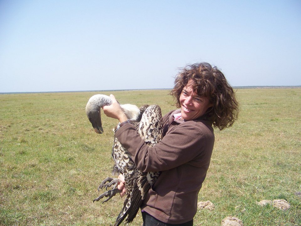 Πώς είναι να σε τρώνε τα όρνια: Σοκαριστικές λήψεις από κάμερα κρυμμένη σε κουφάρι ζώου [βίντεο] | iefimerida.gr 3