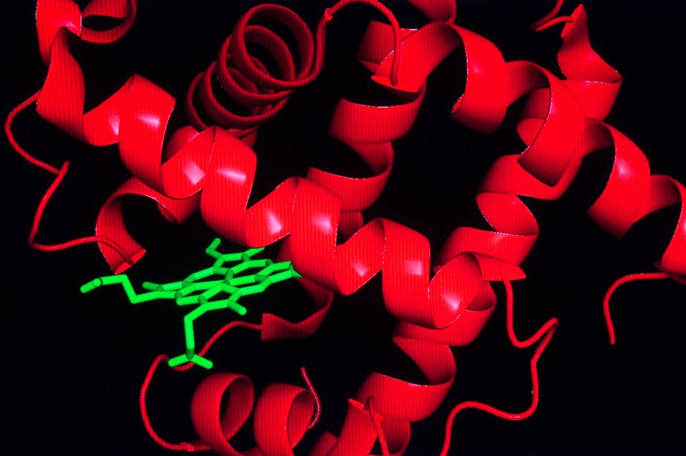 Οι φάλαινες κρατούν το μυστικό για τη δημιουργία του συνθετικού αίματος  [εικόνες&βίντεο]  | iefimerida.gr 1
